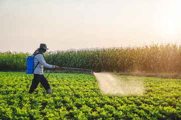 Farmers inject fertilizer into vegetable fields. In the evening when the sun sets, choose your...