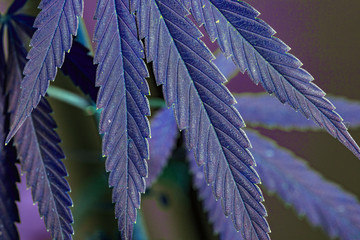 Thematic photos of hemp and marijuana Green leaf