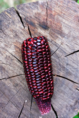 close up corn on wood background.