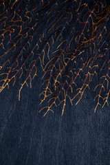 Close up of Sea Fan Branch on Dark Background