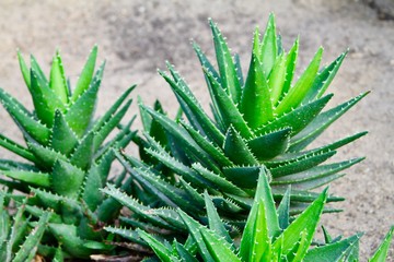 Aloe nobilis leaves cactus-like plant