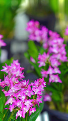 Dendrobium kingianum 