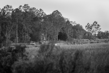 Peaceful evening in the Satilla River marshlands