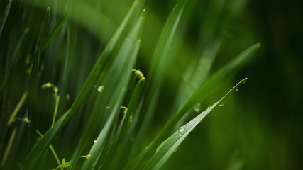 Foliage with water drops green background