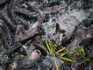  Group of pangasius eating food in the rivers of Thailand.