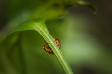 Ladybug on grass. Macro close up with nature background