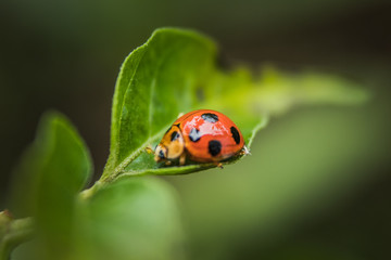 Close up of Beautiful Ladybug on grass in the morning. blurred nature background 