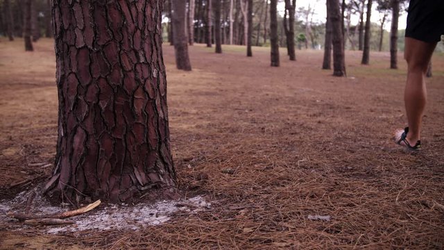 Pine Tree In Focus Man Runs By