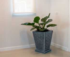 A tree pot on the corner of the room.