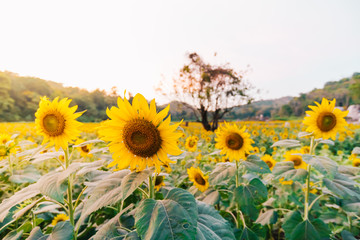Fototapeta premium Close up amazing beautiful Sunflower flowers background.