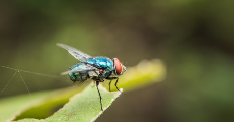 Close up of colorful housefly sitting on leaf