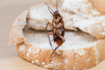 Close up of cockroach on a Whole wheat bread