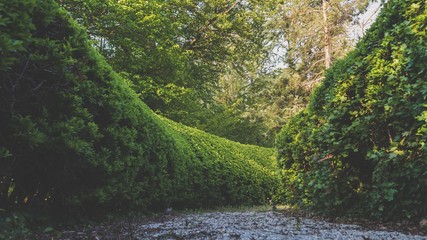 Long shot of a pathway between manicured hedges in a garden maze