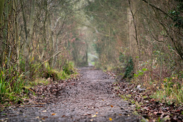 An empty path through the forest