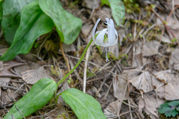 白色のカタクリ