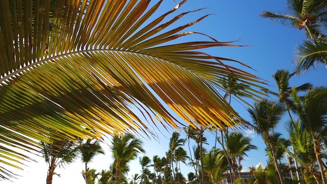 Coconut palm trees against blue tropical sky with clouds. Summer holiday on exotic island.
