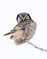 Northern hawk owl, Surnia ulula