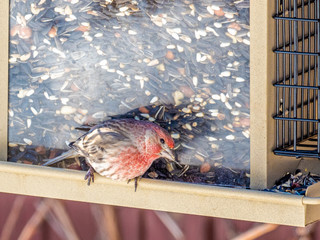 House finch sitting on a bird feeder during the winter in Wisconsin