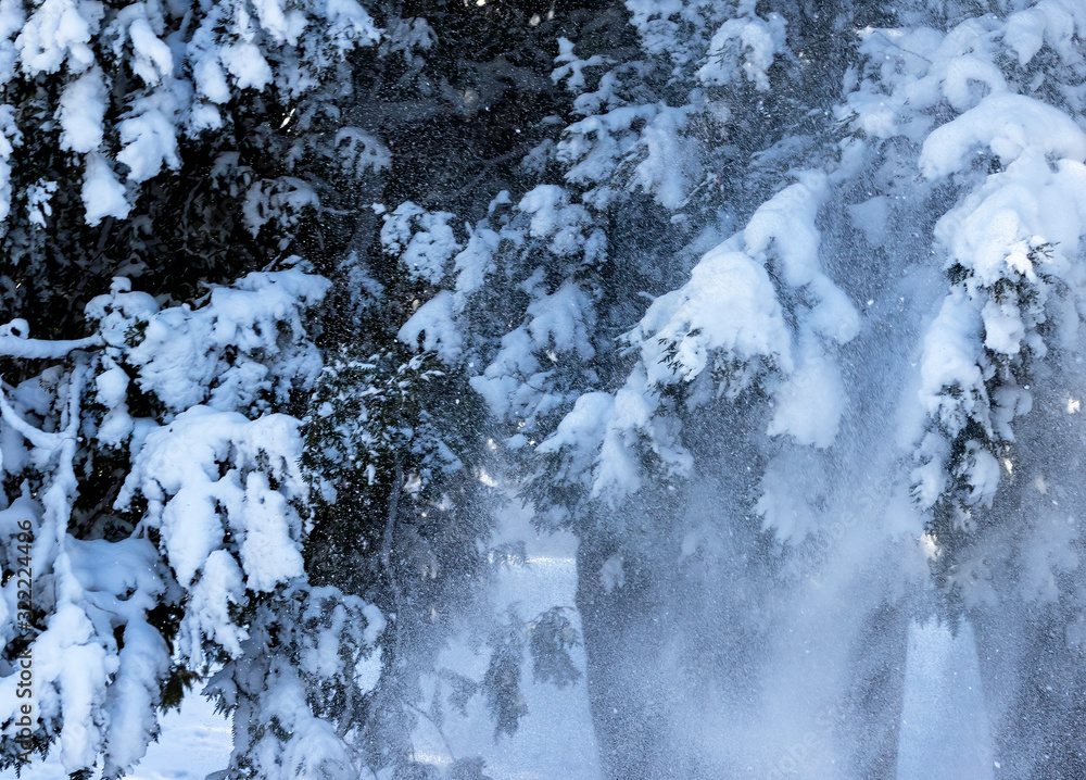 Poster falling snow from the tree, natural scene from wisconsin