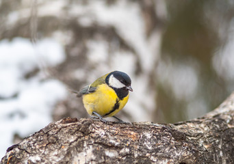 Naklejka premium Cute bird Great tit, songbird sitting on the branch with blurred autumn or winter background