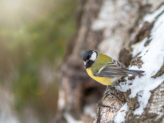 Cute bird Great tit, songbird sitting on the branch with blurred autumn or winter background