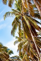 Fototapeta na wymiar coconut tree on background of blue sky