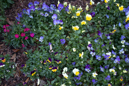 Winter Flower Bed Charleston SC 2