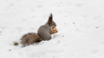 The squirrel sits on white snow with nut