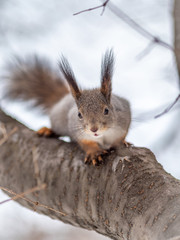 The squirrel funny sits on a branches in the winter or autumn on cloudy sky background