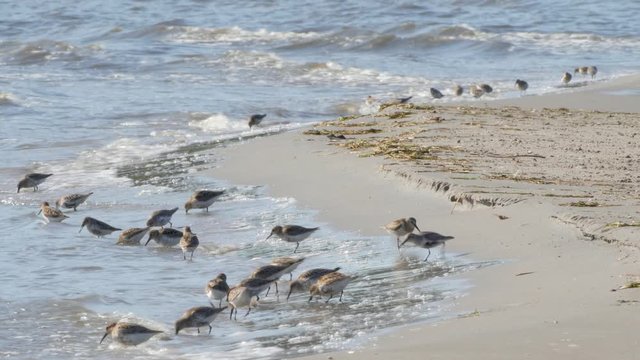 Many Calidris Alpina, Dunlin birds looking and feeding on the beach of Engure, Latvia - wide shot