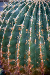 Closeup of a green cactus in the desert