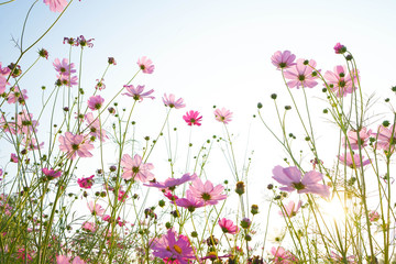 Obraz na płótnie Canvas pink flowers on a white background cosmos