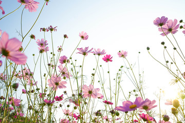 pink flowers on a white background cosmos