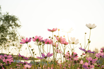 pink flowers on a white background cosmos
