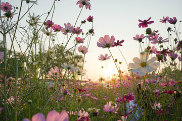 pink flowers on a background of blue sky cosmos