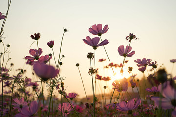flowers on a background cosmos
