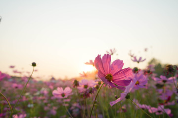 flowers on green background of blue sky cosmos