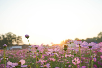cosmos flowers in the field
