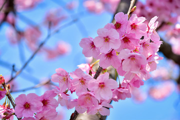 Cherry blossom さくら 7