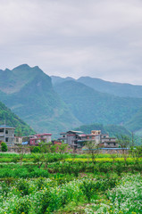 Mountain and tree scenery