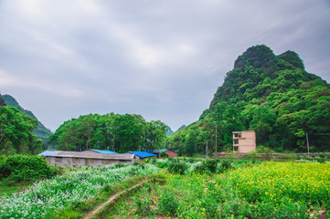 Mountain and tree scenery