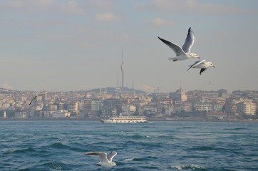 Fototapeta na wymiar A cruise across or along the Bosphorus is the best way to explore Istanbul skyline. Seagull flying around the ferry.