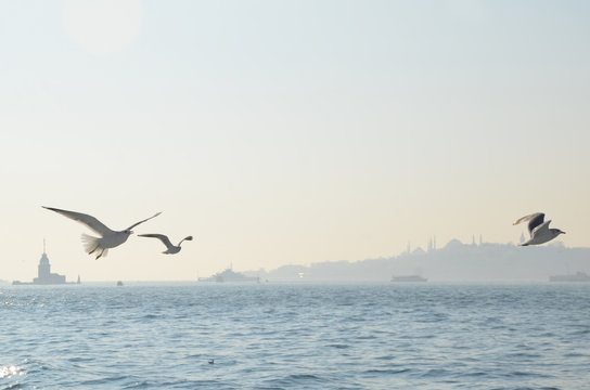 A cruise across or along the Bosphorus is the best way to explore Istanbul skyline. Seagull flying around the ferry.