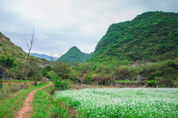 Mountain and tree scenery