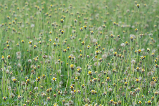 Tridax Procumbens Weeds 