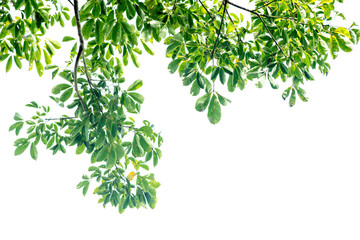 Leaves and branches on a white background