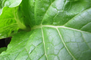 Lettuce Leaf Lines, Lactuca sativa, Green Vegetables, Background