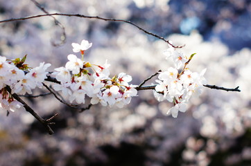 春の光を受けて満開になった桜