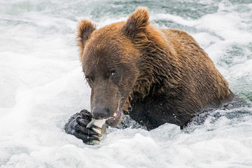 Adult coastal brown bear sits in river rapids eating a freshly caught salmon.