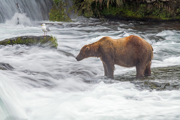 Meditative adult coastal brown bear stands near waterfalls shown with some motion blur in the water.